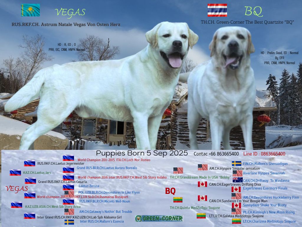 greencorner labrador